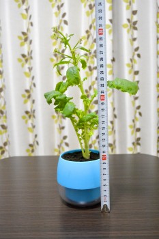 大根の茎サイズ1