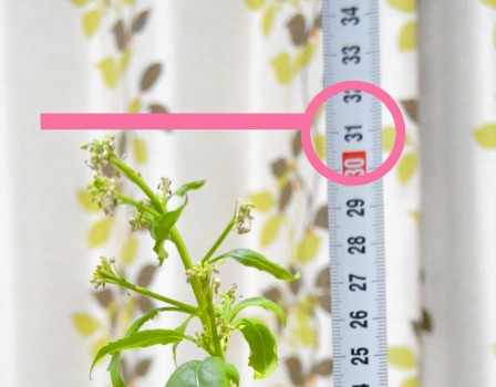 大根の茎サイズ2